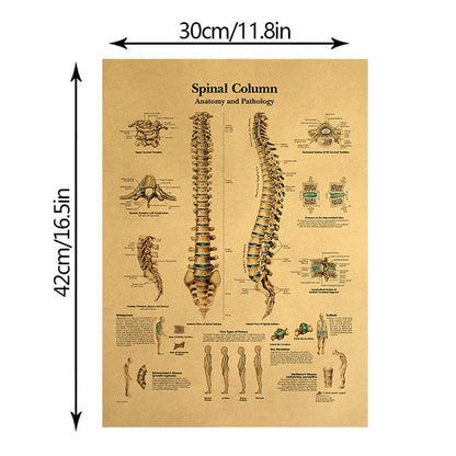 Hot Posters Human Body Illustration Detailed Explanation Of Spine Structure Retro Kraft Paper Poster Home Decor Bar Wall Sticker