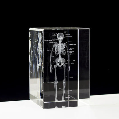 Crystal Skeleton Cube Model, 3D Laser Engraved Human Anatomical Statue, Paperweight Anatomy Mind, Neurology,Medical Science Gift