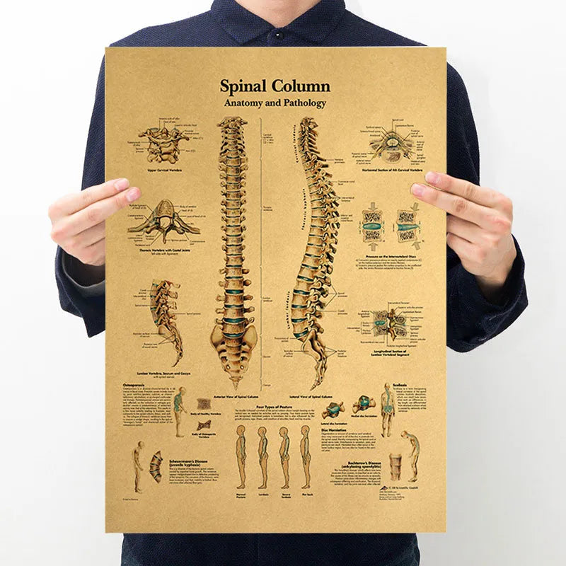 Heiße Poster, menschlicher Körper, Illustration, detaillierte Erklärung der Wirbelsäulenstruktur, Retro-Kraftpapier-Poster, Heimdekoration, Bar-Wandaufkleber