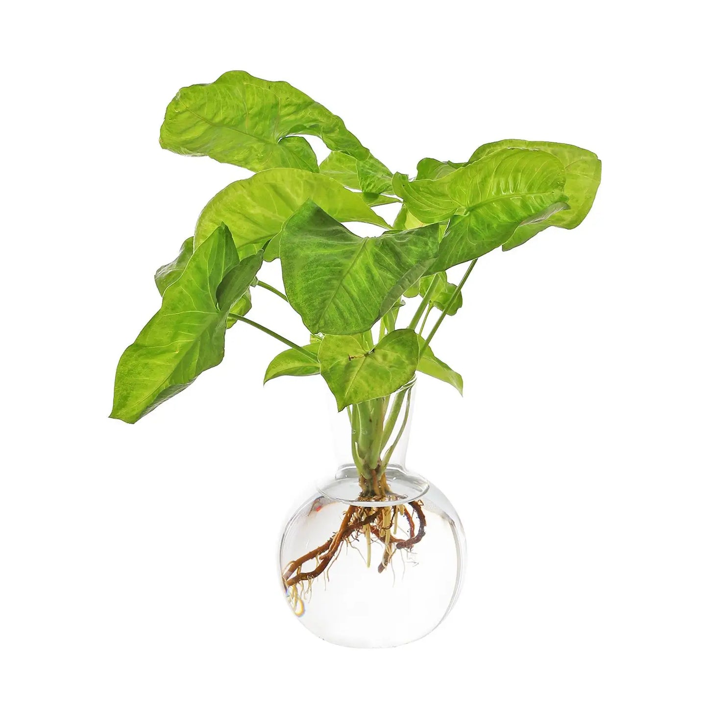 Glass Bud Vase Decorative Rustic Round Flower Vase Flask Home Decor Centerpiece