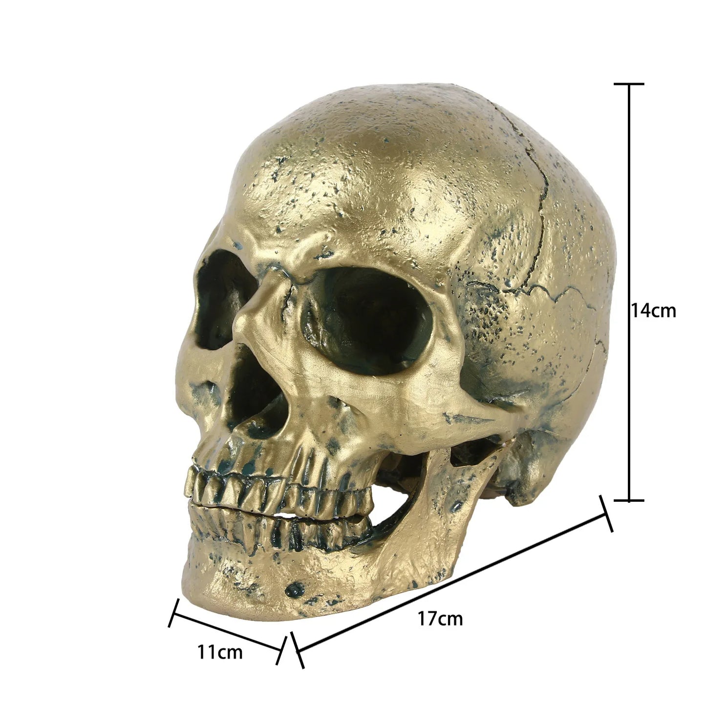 Réplique de crâne humain, modèle de crâne en résine, décoration de crâne, décoration de salle de maison, Sculpture de crâne, Figurine d'halloween