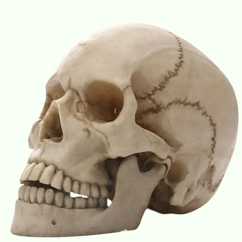 1: 1 Estatua de cráneo de cabeza humana para decoración del hogar Figuras de resina de Halloween Escultura de la escultura de la enseñanza médica Modelo de boceto Modelo