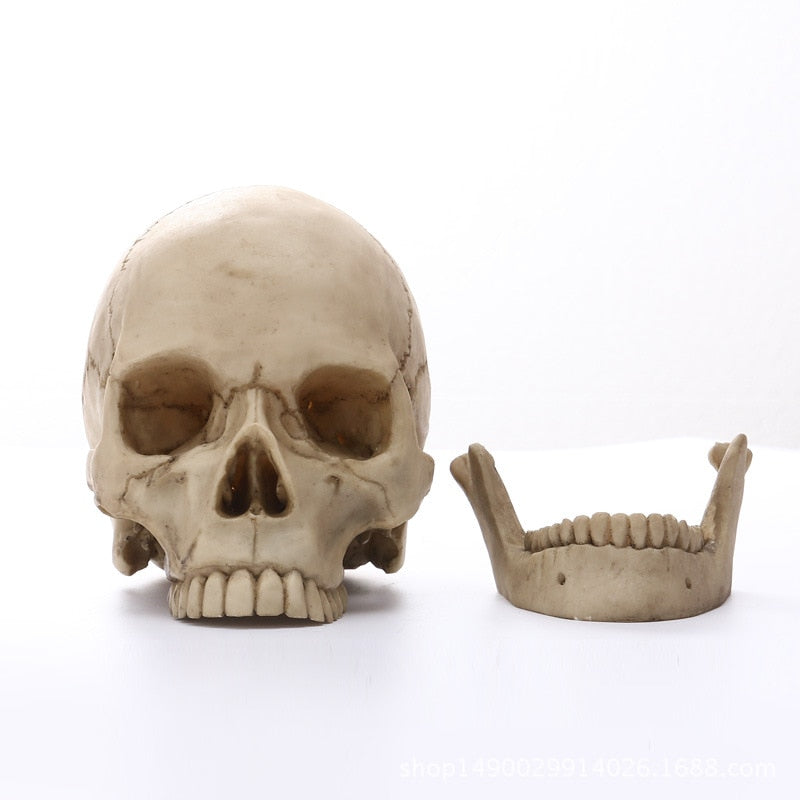 1: 1 Estatua de cráneo de cabeza humana para decoración del hogar Figuras de resina de Halloween Escultura de la escultura de la enseñanza médica Modelo de boceto Modelo