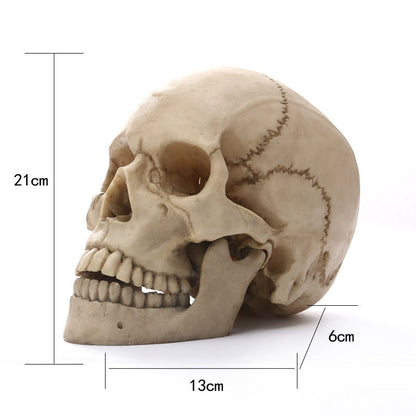 1: 1 Human Head Skull Statue for Home Decor Resin Figurines Halloween Decoration Sculpture Medical Teaching Sketch Model Crafts